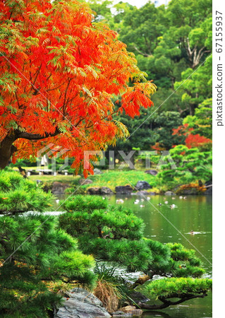 Colored goby tree and Japanese garden Colored goby tree and Japanese garden 67155937