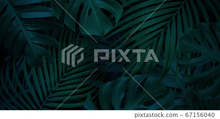 Tropical leaves background with copy space 67156040