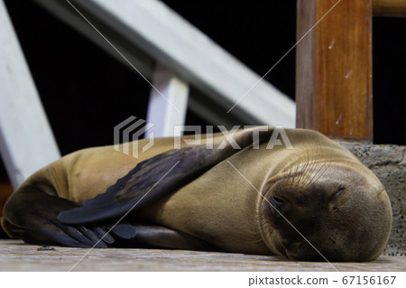 在加拉巴哥群島的野生海獅 67156167