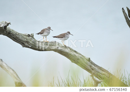 Yellow-legged sandpiper perching on a fallen tree by the water (Hokkaido Peninsula) 67156340