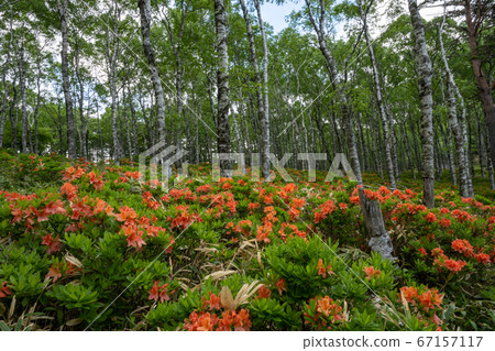 Mikahara Shirakabadai's Astragalus azalea 67157117
