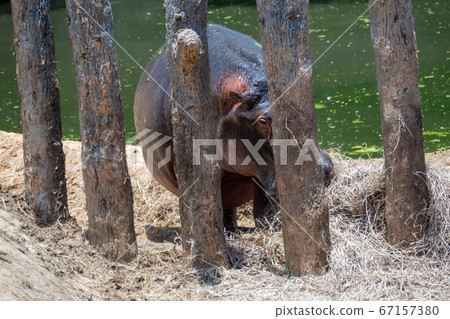 Rhino in enlosed area by lake 67157380