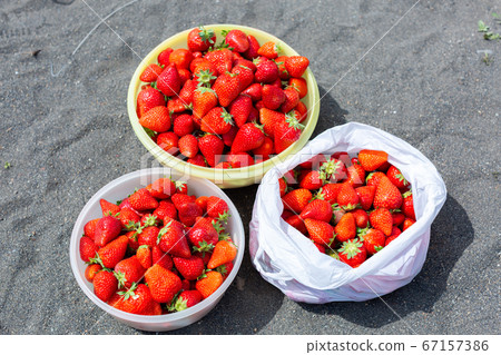 草莓採摘 67157386