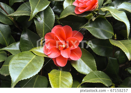 Bright light pink flowers in a bunch of green leaves.Flowers under sunlight. soft pastel colors Flower background for romantic decoration. Health and Spa or spring nature concept. 67158257