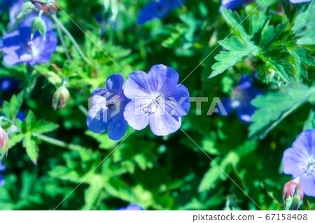 藍色的小花 藍色的小花 67158408