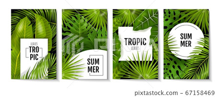 Tropic leaves posters. Exotic greenery and banana palm leaves, greeting cards and invitation flyers with monstera plants. Vector foliage banner design Tropic leaves posters. Exotic greenery and banana palm leaves, greeting cards and invitation flyers with monstera plants. Vector foliage banner design 67158469