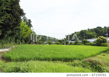 Maioka Furusato Park during the rainy season (Satoyama in Totsuka Ward, a hidden part of Yokohama) 67159781