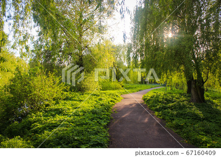 The Sun's Rays Are Shining Through The Trees In An The Sun's Rays Are Shining Through The Trees In An 67160409
