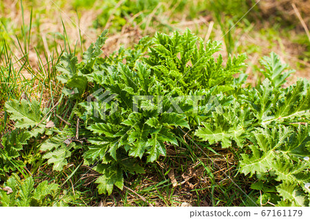 Fresh green spring cow parsnip grows close up 67161179
