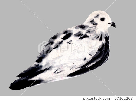 White and black dove isolated. Pigeon bird. Hand drawn watercolor illustration 67161268