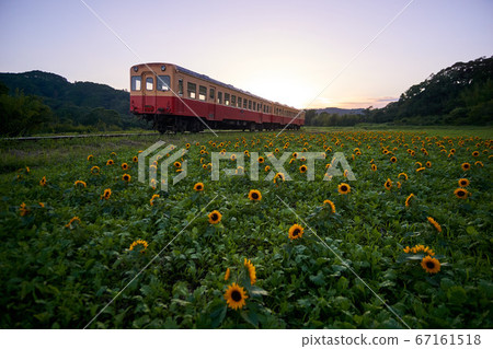 千葉縣小湊鐵路向日葵在晚上盛開的石垣油菜田 千葉縣小湊鐵路向日葵在晚上盛開的石垣油菜田 67161518
