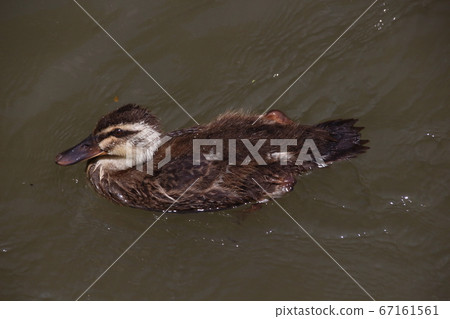Duckling chick (Saitama: Minuma Substitute Water East Edge) Duckling chick (Saitama: Minuma Substitute Water East Edge) 67161561