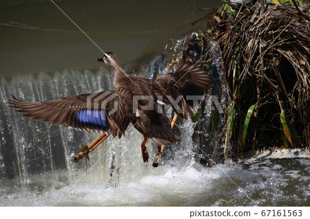 飛鴨（Sa玉縣：沼沼替代水東邊緣） 67161563
