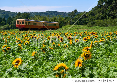 Chiba Prefecture Kominato Railway Sunflower blooming Ishigami rape field 67161707