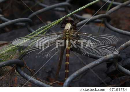 換羽過程中的小鳥山（To木縣那須鎮） 67161784