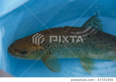 我抓到的鱒魚 67161956