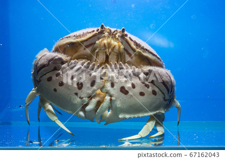 通過crapper 67162043