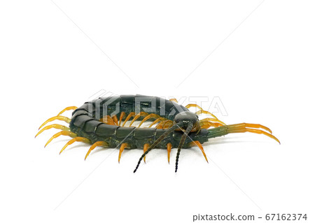蜈蚣(深度組成) 蜈蚣(深度組成) 67162374