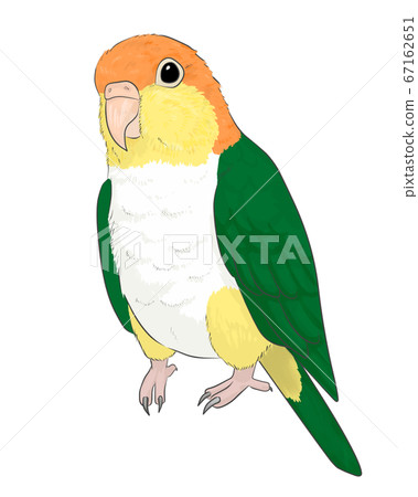 Shirohara長尾小鸚鵡 67162651