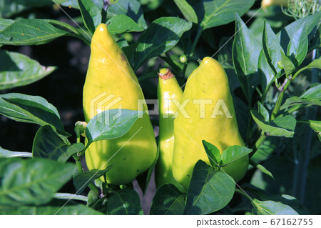 Three yellow peppers are growing on the bush in the evening sun in the rural garden 67162755