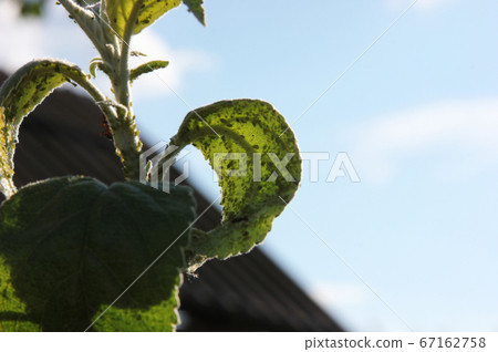 Aphids are sucking juice of the apple-tree leaves and ant is pasturing them Aphids are sucking juice of the apple-tree leaves and ant is pasturing them 67162758