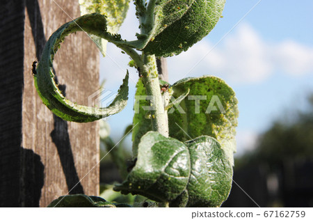 Aphids are sucking juice of the apple-tree and ants is pasturing them Aphids are sucking juice of the apple-tree and ants is pasturing them 67162759