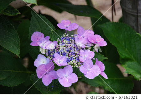  hydrangea 67163021