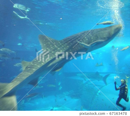 Whale shark Whale shark 67163478