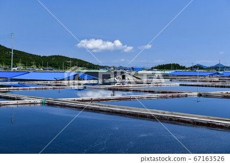 Salt, salt field, Daedong salt field, Bigeumdo, Sinan-gun, Jeonnam, Korea Salt, salt field, Daedong salt field, Bigeumdo, Sinan-gun, Jeonnam, Korea 67163526
