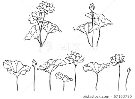 蓮花線描 67163750