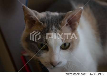 邁克貓 邁克貓 67163912