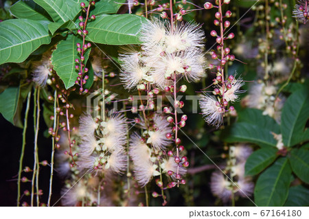 一夜之間花 照片素材 圖片 圖庫