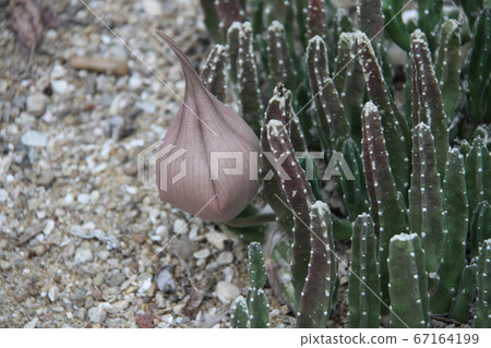 韓國濟州島汝omi島植物園 67164199