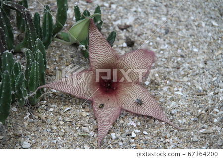 韓國濟州島汝omi島植物園 67164200