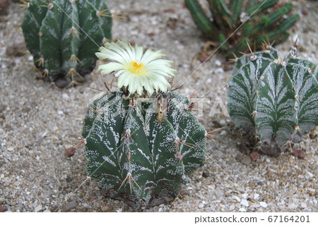 韓國濟州島汝omi島植物園 67164201