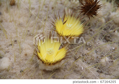 韓國濟州島汝omi島植物園 韓國濟州島汝omi島植物園 67164205