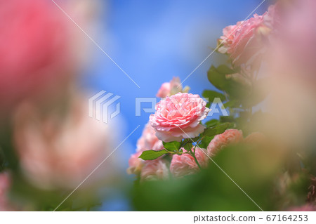 玫瑰花玫瑰園 玫瑰花玫瑰園 67164253