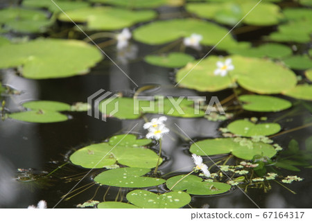 韓國濟州島汝omi島植物園 67164317