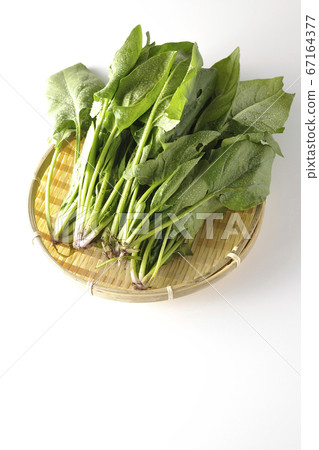 Fresh spinach of vegetables picked in the morning (white background) Fresh spinach of vegetables picked in the morning (white background) 67164377