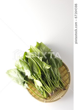 Fresh spinach of vegetables picked in the morning (white background) Fresh spinach of vegetables picked in the morning (white background) 67164386