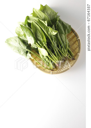 早晨採摘的新鮮菠菜蔬菜（白色背景） 67164387
