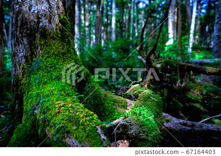 Moss Forest: Shirakomaike 67164403
