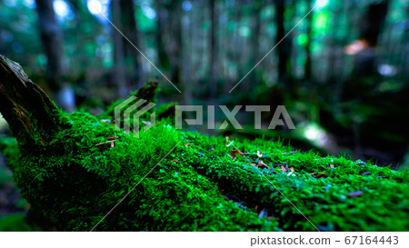 Moss Forest: Shirakomaike 67164443