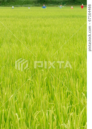 Landscape of paddy fields where Scarecrows stand Landscape of paddy fields where Scarecrows stand 67164466