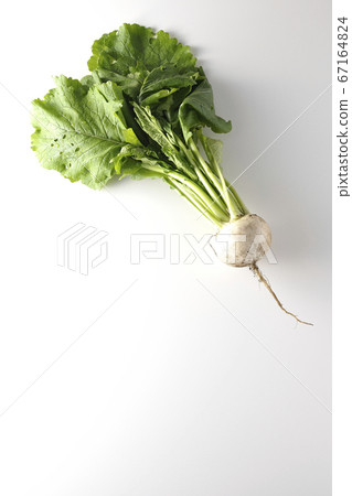 Shooting freshly picked turnips with soil on a white background Shooting freshly picked turnips with soil on a white background 67164824