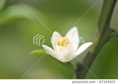 Shikwasa的白色和小花關閉 Shikwasa的白色和小花關閉 67164923