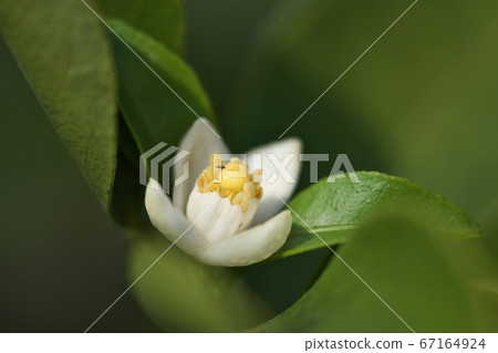 Shikwasa的白色和小花關閉 Shikwasa的白色和小花關閉 67164924