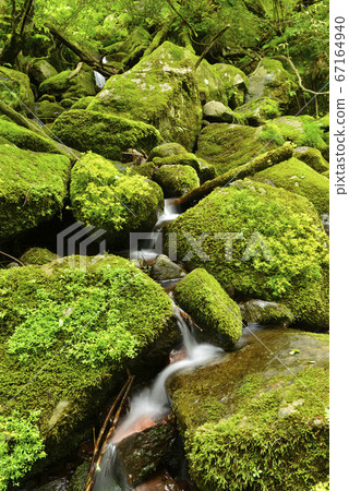 生態圖像,長滿苔蘚的沼澤 生態圖像,長滿苔蘚的沼澤 67164940