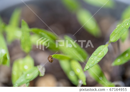 Germination of cherry tomato Germination of cherry tomato 67164955