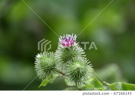 Burdock flowers and buds Burdock flowers and buds 67166145